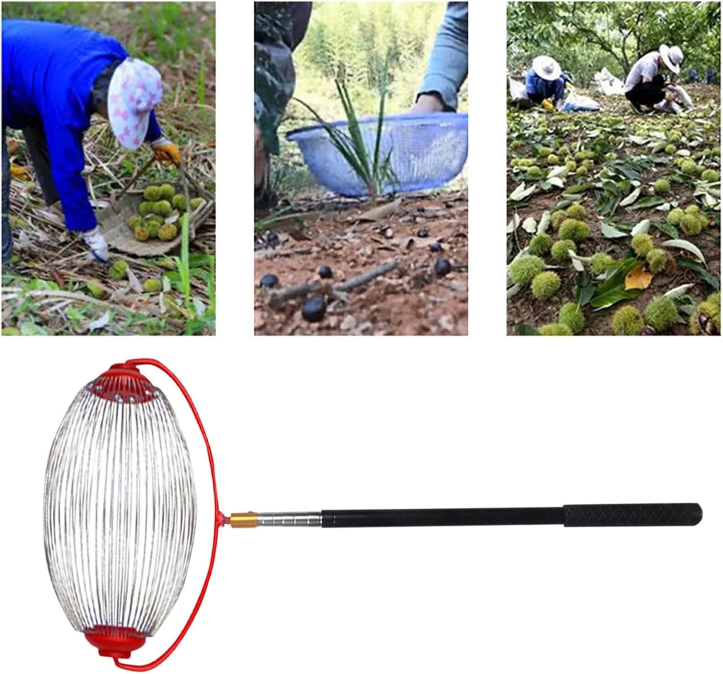 Nut Gatherer, Nut Picker Rolling Acorn Picker Upper,Garden Nut Gatherer£¬Nut Pickers Tool£¬ Adjustable Lightweight Outdoor Manual Tools,Collect Walnuts,Acorns,Hickory Nuts,